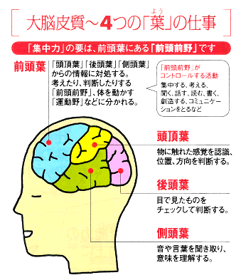 大脳皮質４つの「葉」の仕事
